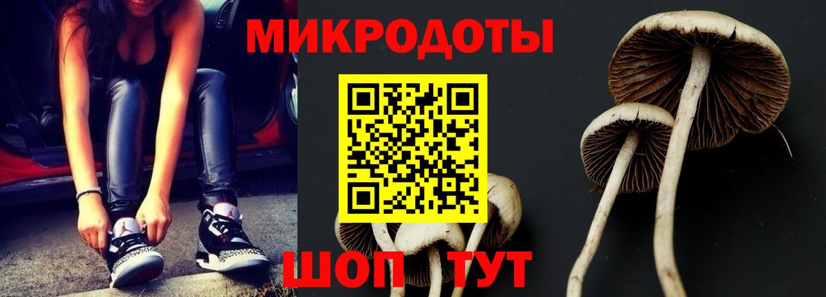 Кингисепп  Псилоцибиновые грибы Cubensis  Вход с VPN 